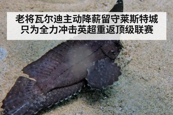 老将瓦尔迪主动降薪留守莱斯特城只为全力冲击英超重返顶级联赛